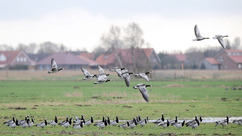 Auf den Weiden im Rheiderland - hier bei Jemgum – fühlen sich Gänse wohl. Foto: Wagner/dpa-Archiv