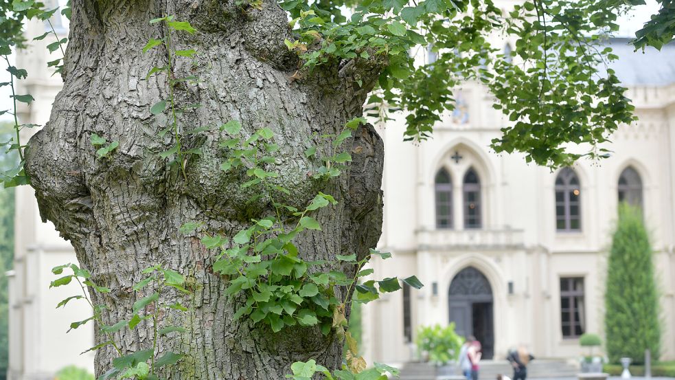 Es gibt Geld zum Erhalt der Bäume im Evenburg-Park. Foto: Ortgies/Archiv