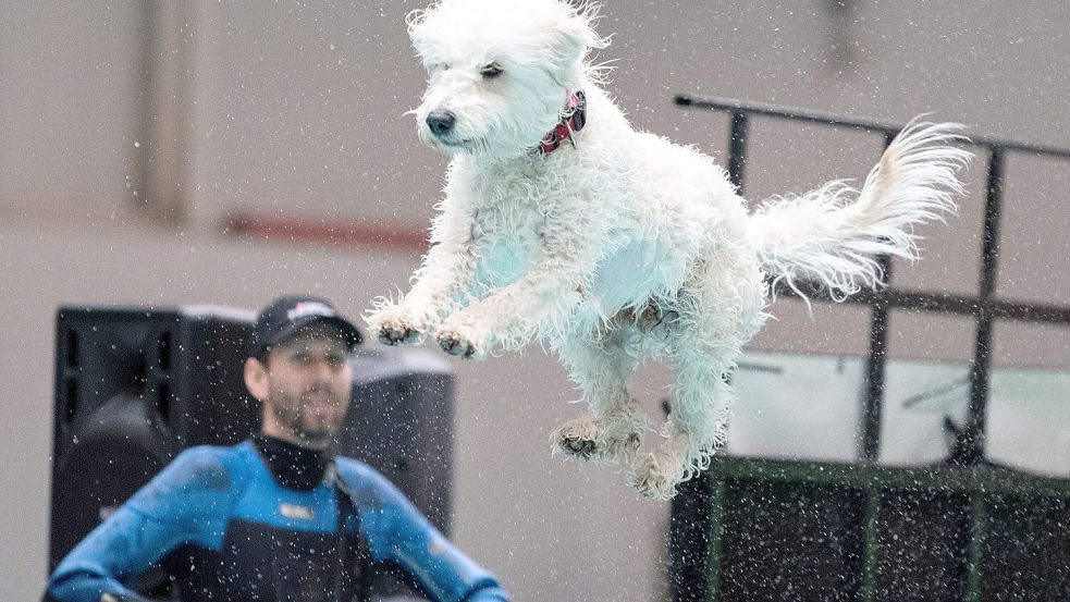 Dieser Golden Doodle hat Freude an der Bewegung. Foto: Archiv