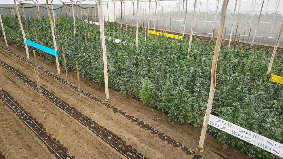 Cannabispflanzen in einem Gewächshaus in Ecuador, in dem Cannabis für medizinische Zwecke angebaut wird. Foto: David Diaz ARcos/dpa