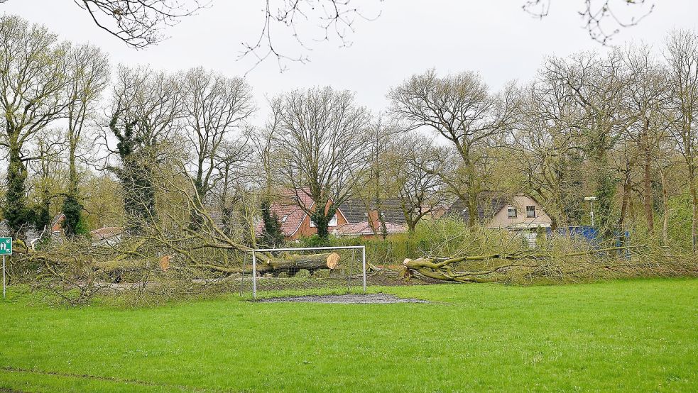 Der Ursprung der Aktion: Die abgeholzten Bäume bei der Grundschule in Hesel. Fotos: Stromann