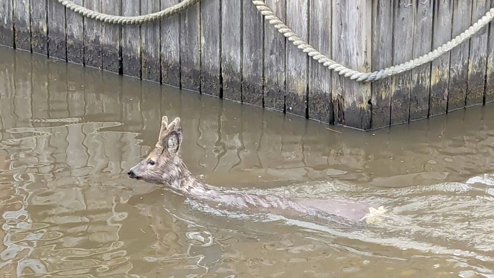 Das Reh hielt sich über Wasser. Foto: Feuerwehr Weener/Kotulla