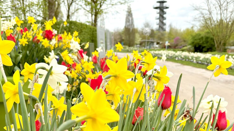 Im Park der Gärten blühen Narzissen und Tulpen. Foto: Park der Gärten
