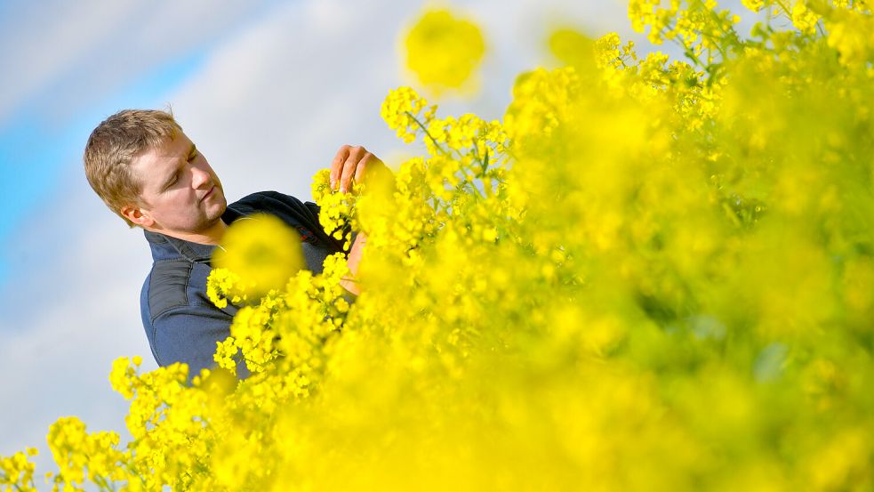 Gerd Saathoff prüft die Rapsblüte. In diesem Jahr ist der Raps deutlich früher dran als die Jahre zuvor. Foto: Ortgies