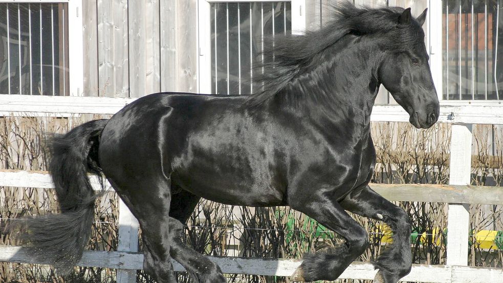 Friesen, hier ein Hengst, sind keine kleinen Pferde. In Tannenhausen wurden mehrere solcher Tiere angegriffen. Foto: DPA