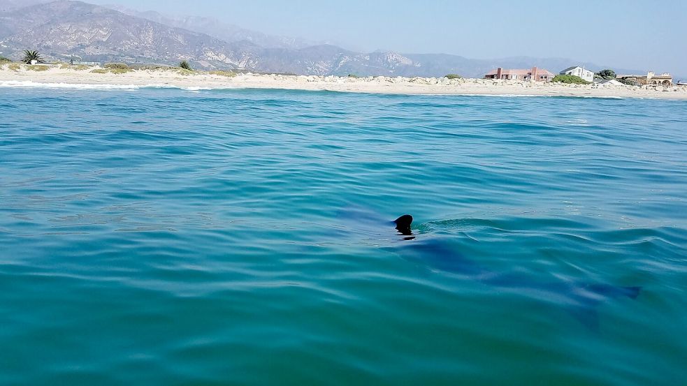 Haie sind nach ihrer Geburt direkt auf sich allein gestellt. Foto: Emily Spurgeon/dpa