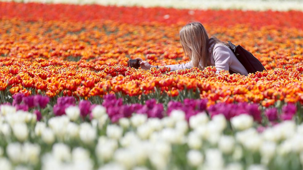Tulpenfeld in Grevenbroich: Menschen werden zur Gefahr für Tiere. Foto: dpa/David Young