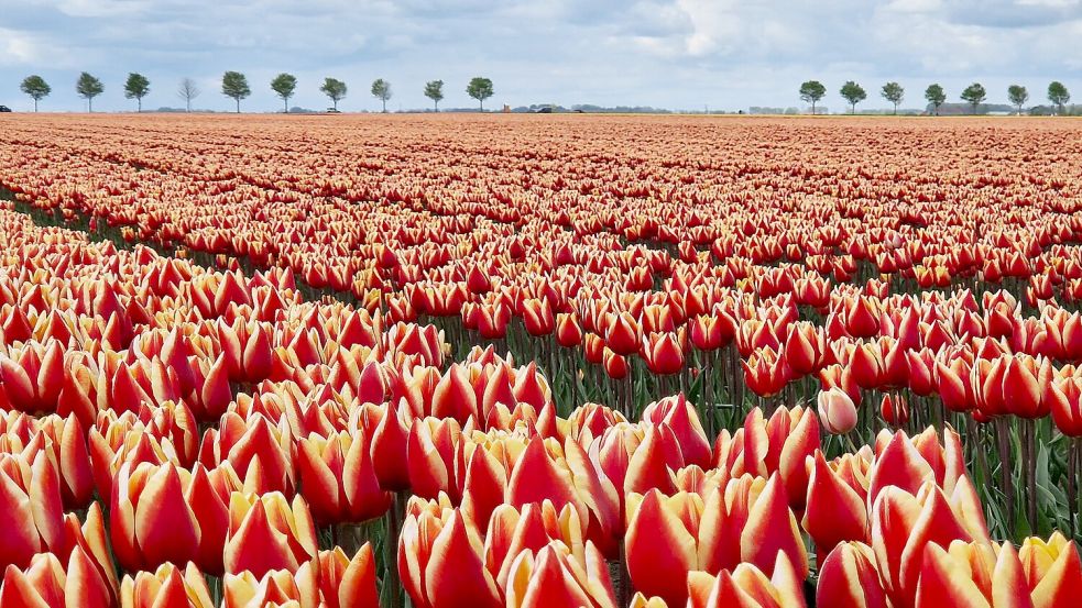 Die Tulpenfelder in Reiderwolderpolder strahlen in unterschiedlichsten Farben und erstrecken sich über viele Hektar. Foto: Gettkowski