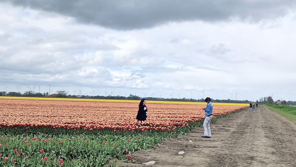 Das Blütenmeer in Reiderwolderpolder lockt auch bei wolkenverhangenem Himmel Schaulustige an, die dort Fotos machen. Foto: Gettkowski