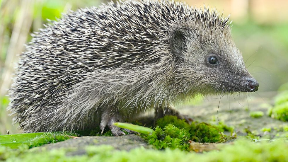 Für einen bayrischen Igel ist sein Ausflug in einem unfreiwilligen Umtrunk geendet, der ihm fast das Leben gekostet hätte. Foto: dpa/Patrick Pleul