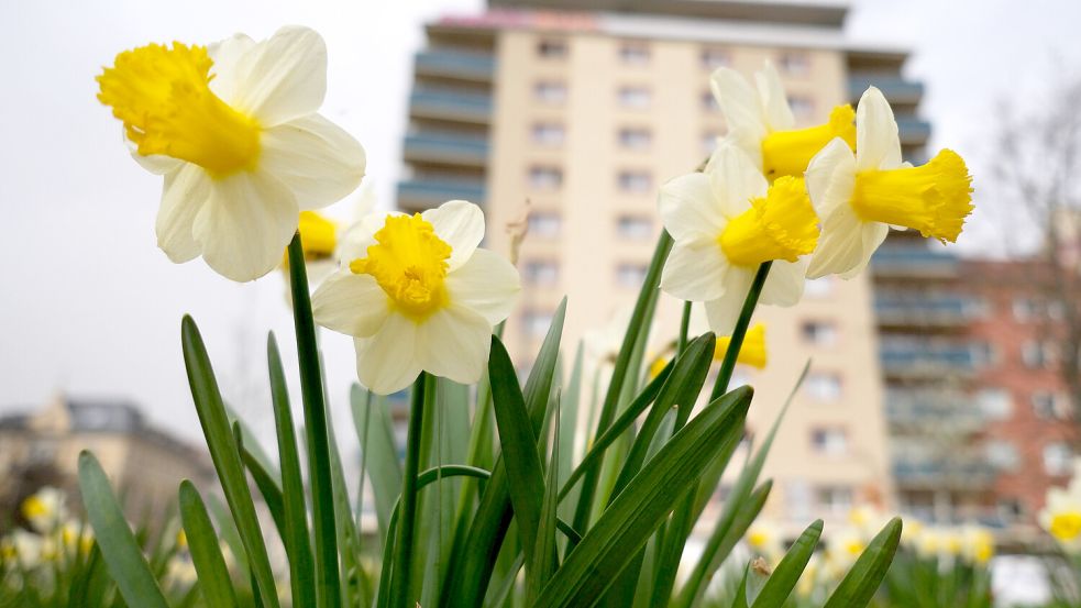 Narzissen und andere Blumen sollten Sie lieber nicht pflücken, wenn Sie nicht eine teure Geldstrafe zahlen wollen. Foto: dpa/Sebastian Willnow