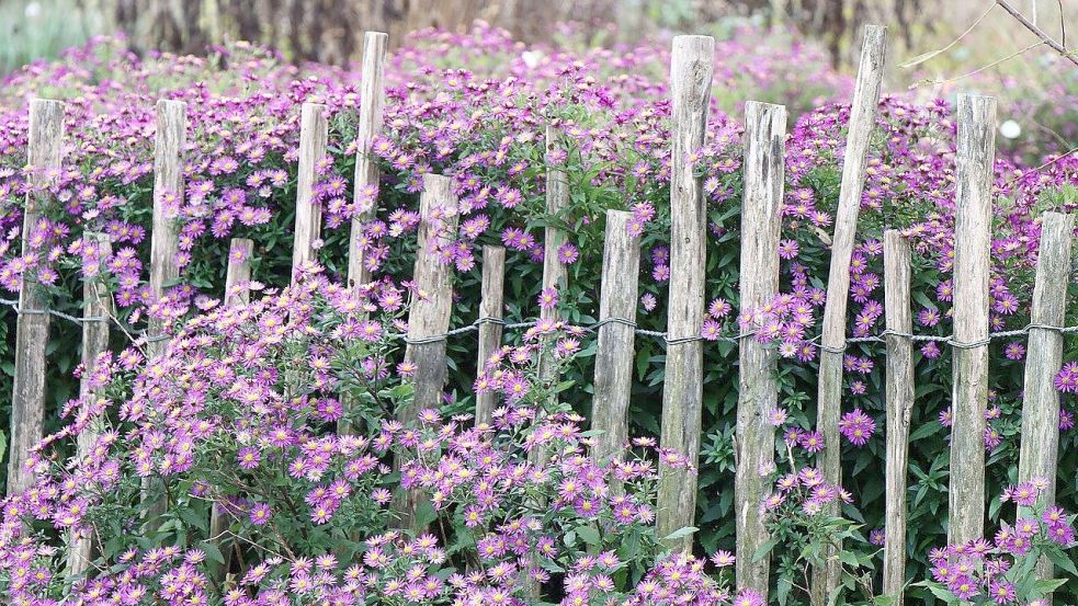 Die Stadt Emden richtet wieder einen Gartenwettbewerb aus. Naturgärten und Vorgärten werden prämiert. Symbolbild: Pixabay