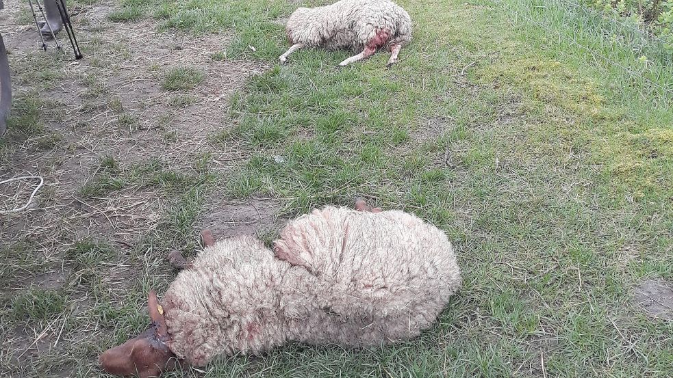 Die Stadt Aurich will auf den zweimaligen Übergriff auf Schafe in Tannenhausen nun mit einem Antrag auf Entnahme des verursachenden Wolfes reagieren. Foto: Heiko Decking