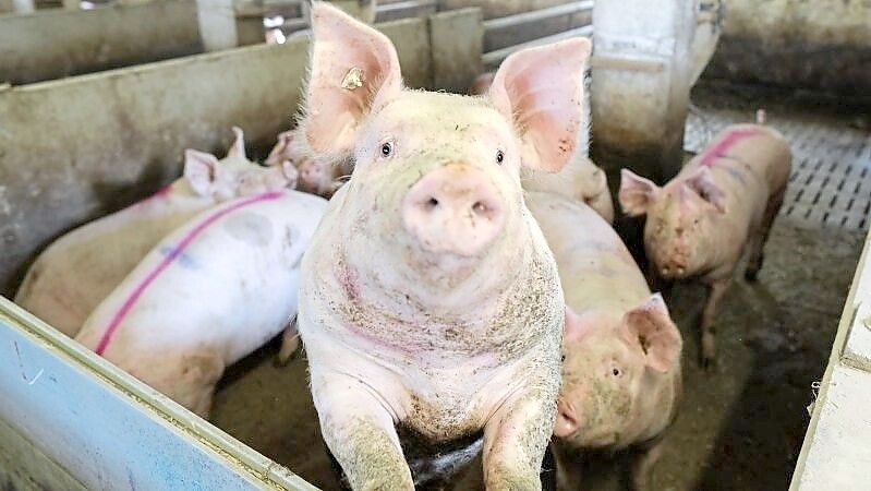 Schweine besser halten – das will die Bundesregierung mit einem Förderpaket unterstützen, das eine Milliarde Euro umfasst. 70 Anträge auf Unterstützung sind bislang eingegangen. Foto: Gert Westdörp