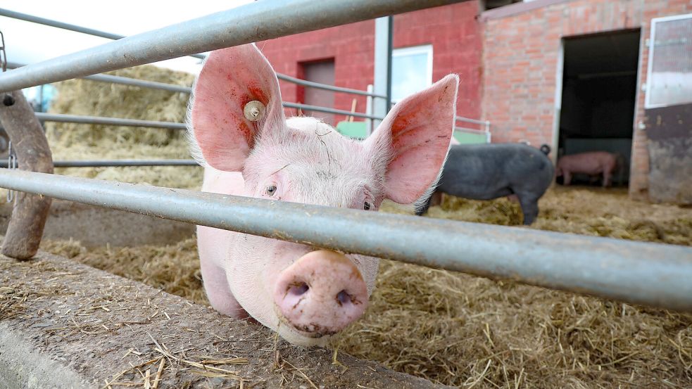 Kamerascheu geht anders: Dieses Schwein war sehr neugierig. Foto: Romuald Banik