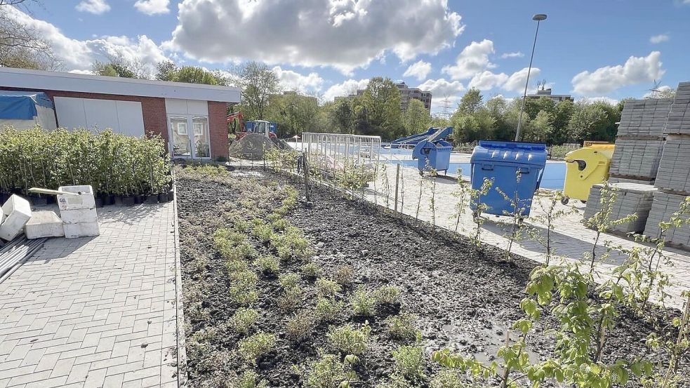 Die Heckenpflanzen werden über die nächsten Monate zügig wachsen. Foto: Förderverein
