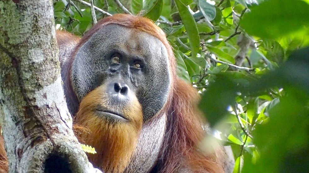 Der männliche Sumatra-Orang-Utan namens Rakus im Urwald von Suaq Balimbing hat sich selbst geheilt. Zwei Monate nach der Selbstbehandlung war die Wunde kaum noch sichtbar. Foto: Safruddin/Max-Planck-Institut für Tierverhalten/SUAQ foundation/dpa