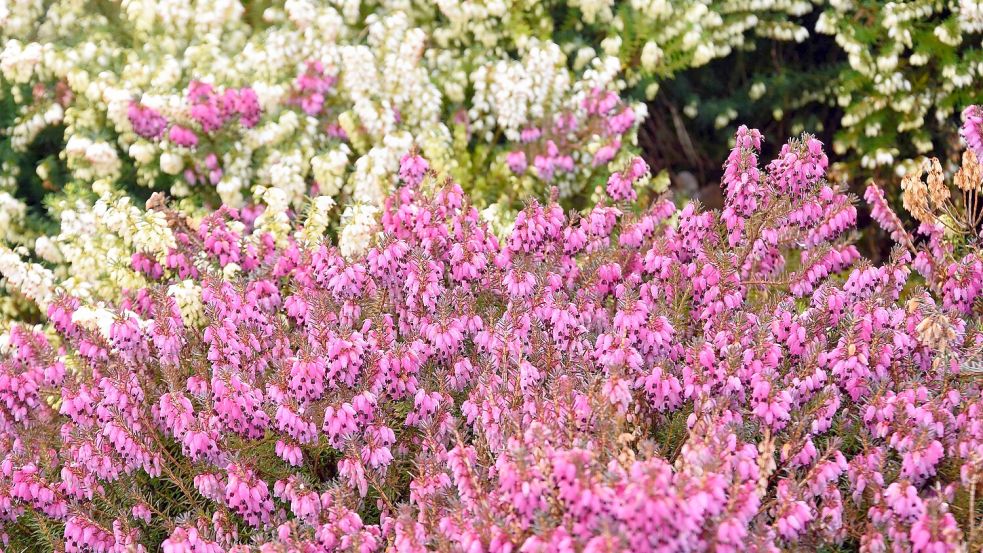 In Bad Zwischenahn blüht die Winterheide. Foto: Park der Gärten