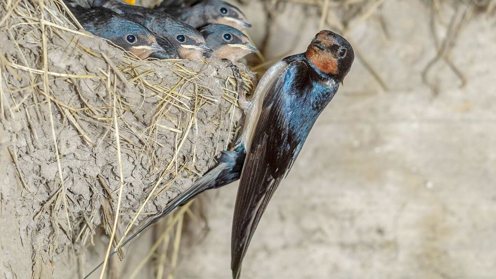 Vögel bauen ihre Nester manchmal an für uns Menschen ungünstigen Orten. Foto: IMAGO / imagebroker