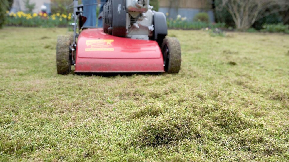 Düngen, mähen, vertikutieren: Im Frühjahr steht Rasenpflege auf dem Programm. Doch der Vertikutierer sollte nicht zu früh zum Einsatz kommen. Foto: dpa/dpa-tmn/Kai Remmers