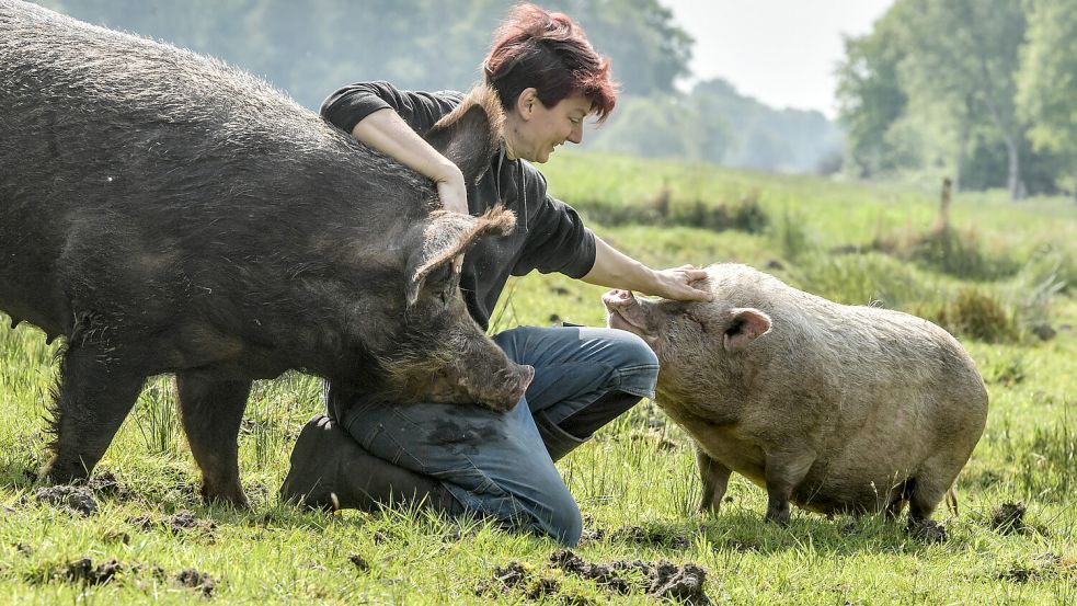 Zwischen ihnen liegen nur ein paar Hundert Kilo: Auf Jenny Conrads Tierschutzhof in Wiesmoor leben Hausschweine und Minischweine einträchtig zusammen. Foto: Ortgies