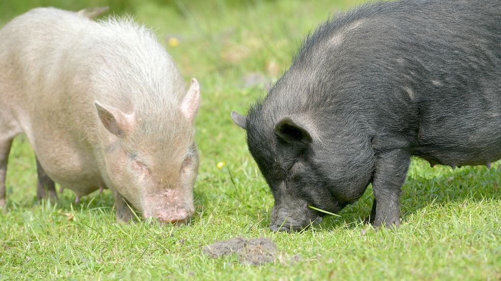Zuhause gesucht: Minischweine sind gesellige Tiere. Abgegeben werden sie deshalb nur zu mehreren, mindestens paarweise. Foto: Ortgies