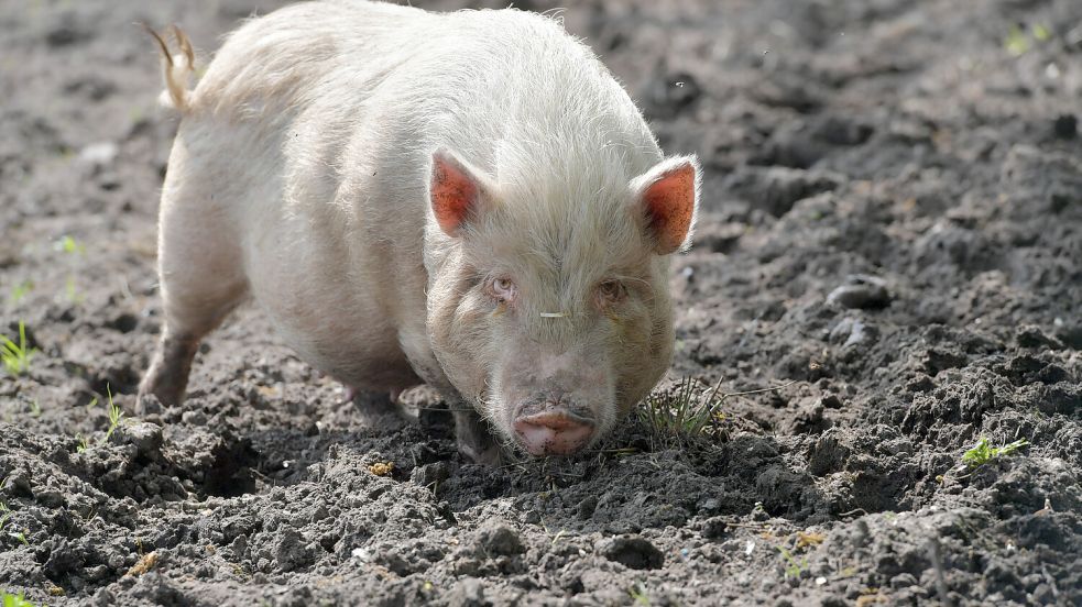 Wie jedes Schwein mögen es auch die Minischweine, sich im Schlamm zu suhlen. Foto: Ortgies