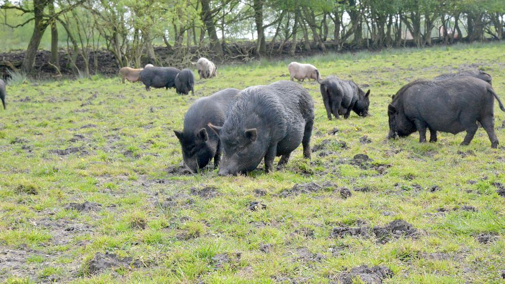 Gut 75 schwarze und rosa Minischweine verschiedener Rassen und Größen tummeln sich auf den Weiden des Tierschutzhofs „Kleine Streuner" in Wiesmoor. Sie alle suchen ein Zuhause. Foto: Hanz
