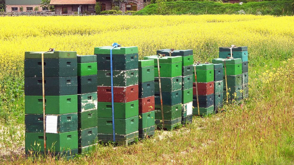 Am Grimersumer Altendeich stehen Bienenkörbe im Rapsfeld. Foto: F. Doden