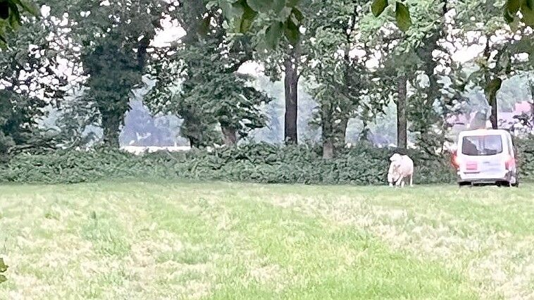 Augenzeugen beobachten, wie versucht wurde, die Kuh einzufangen. Foto: privat
