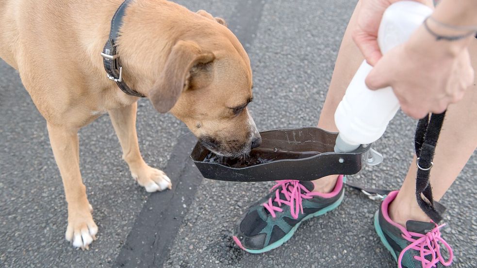 Zum Joggen mitnehmen: Hunde müssen auf weiteren Strecken trinken. Foto: picture alliance / dpa Themendienst