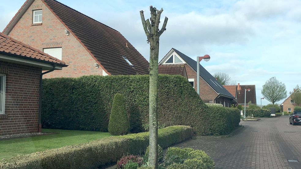 Das ist einer der beschädigten Bäume in Wybelsum. Foto: Stadt Emden