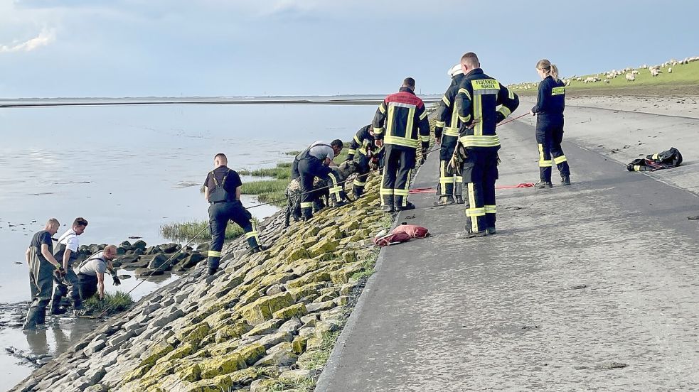 Mit vereinten Kräften zogen die Feuerwehrleute das Schaf vom Watt wieder an Land. Foto: Feuerwehr Norden