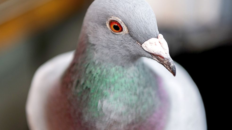 Der Berliner Tierschutzverein fordert einen artgerechten Umgang mit den Stadttauben. Foto: dpa/Robert Michael