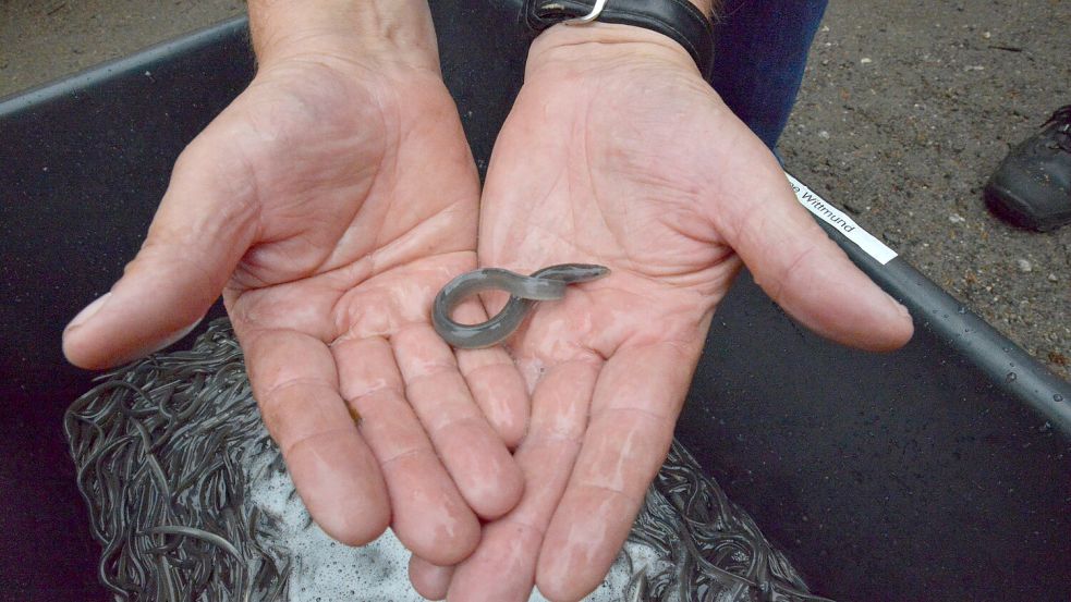 Aus dem Winzling soll in den kommenden Jahren ein kräftiger großer Aal werden. Foto: Hanz