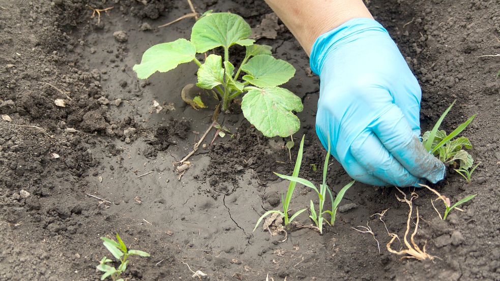 Unkraut jäten oder mit Hausmitteln bekämpfen - was ist besser? Foto: IMAGO/Panthermedia