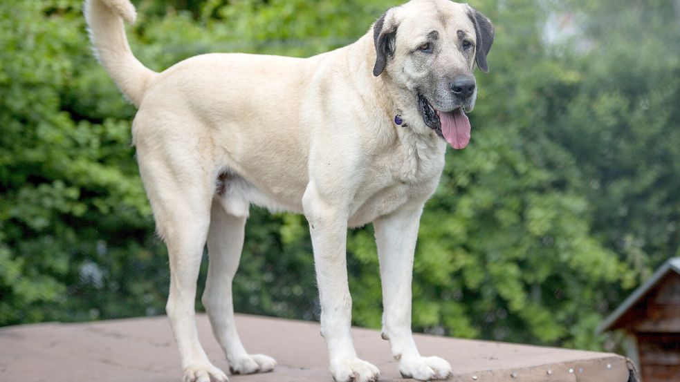 Ein Hund der Rasse Kangal. Männliche Tiere werden bis zu 80 Zentimeter groß und können ein Normalgewicht von bis zu 60 Kilogramm auf die Waage bringen. Foto: DPA