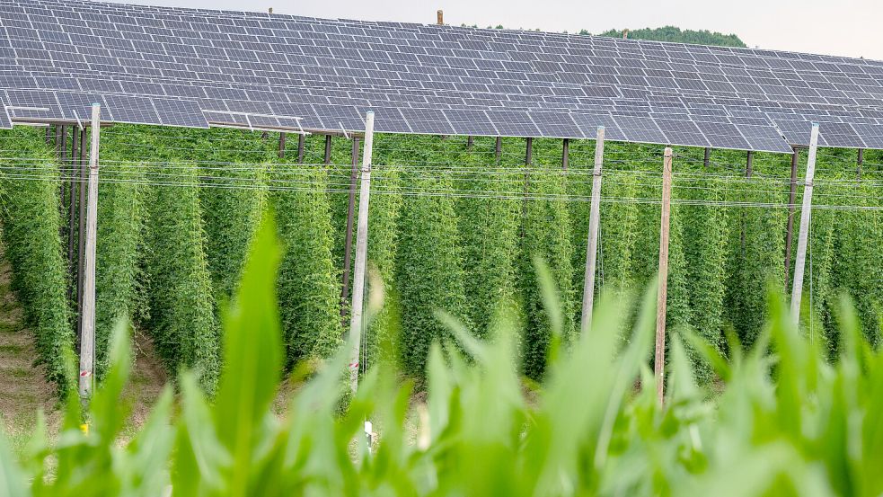 Dieses Foto zeigt eine Agri-PV-Anlage. Unter den Solarpannels wächst Hopfen für die Bierproduktion. Foto: Armin Weigel/dpa