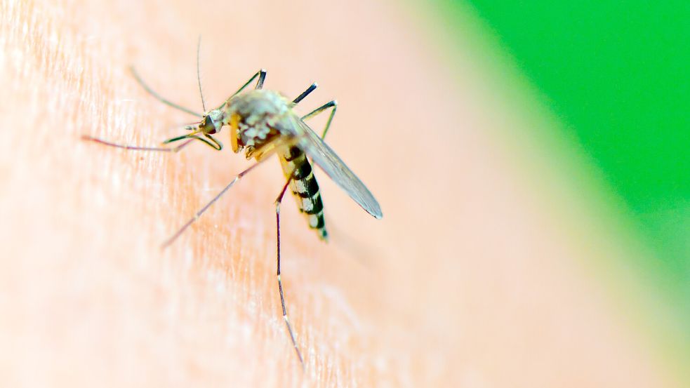 Gegen Stechmücken hilft eine Kohlendioxid-Falle, die man aus wenigen Alltagsgegenständen leicht selbst bauen kann. Foto: picture alliance/dpa/dpa-Zentralbild