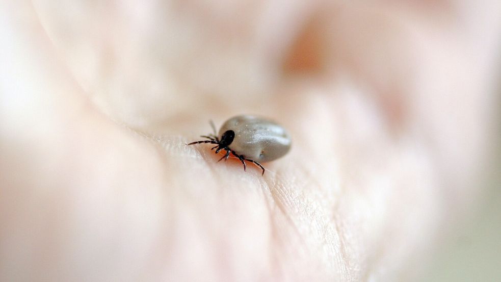Zecken wollen sich mit Blut vollsaugen. Symbolfoto: Pixabay