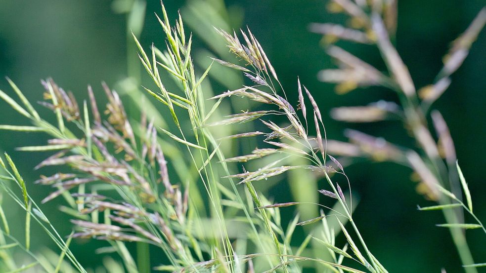 Im hohen Gras halten sich Zecken häufig auf. Symbolfoto: Pixabay