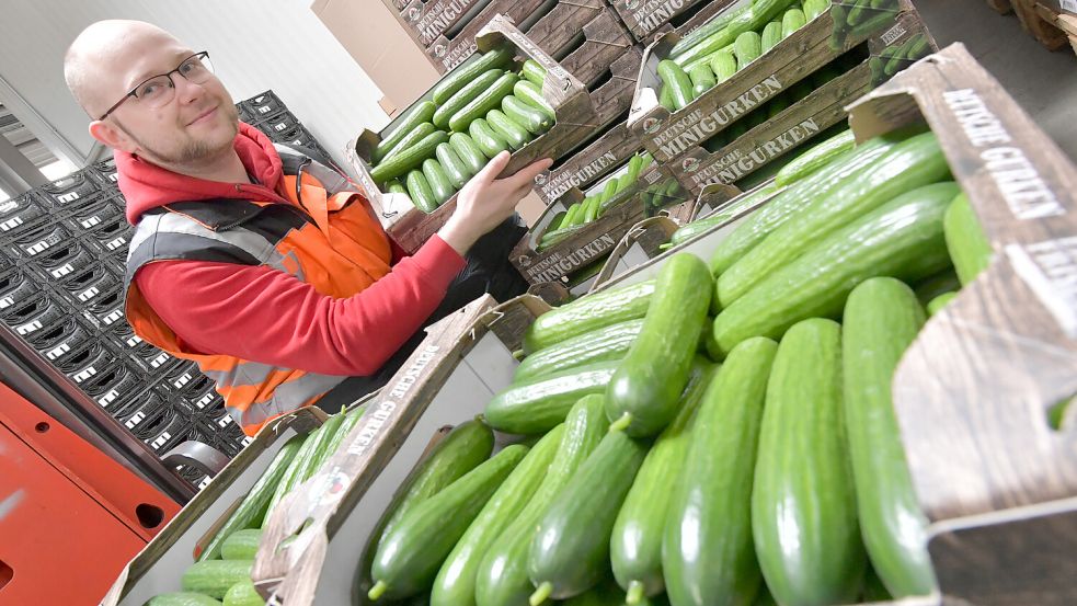 Ganz gerade und in handlicher Größe: Lagerist Kai Michael verpackt Minigurken im Vertrieb der Gartenbauzentrale Papenburg. Die kleinen Exemplare werden immer beliebter. Foto: Ortgies