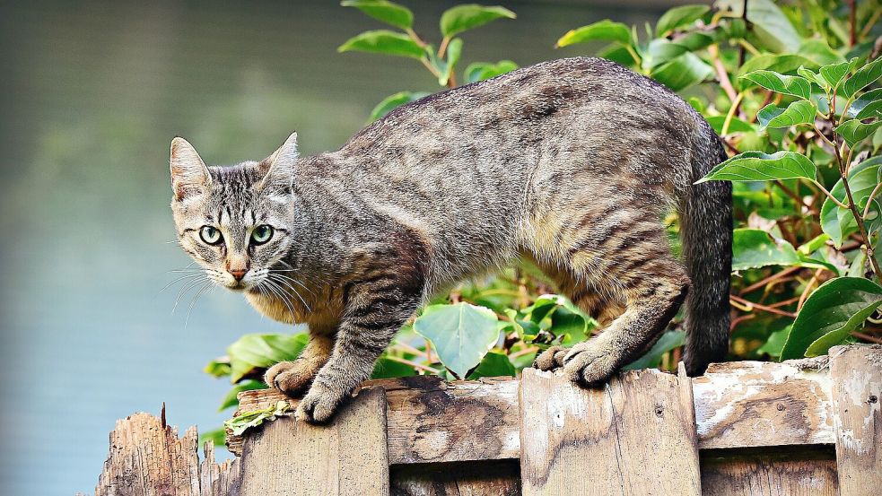 Katzen sind die beliebtesten Haustiere Deutschlands. Freigänger sind in Nachbargärten aber oft nicht gern gesehen. Foto: Pixabay