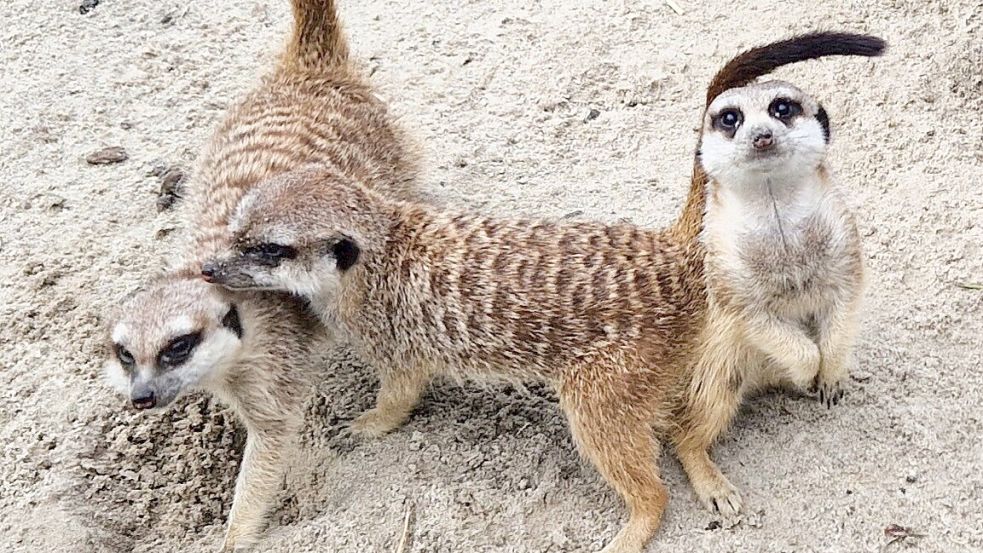Die Erdmännchen beobachten aufmerksam und neugierig das Geschehen um sie herum. Foto: Gettkowski