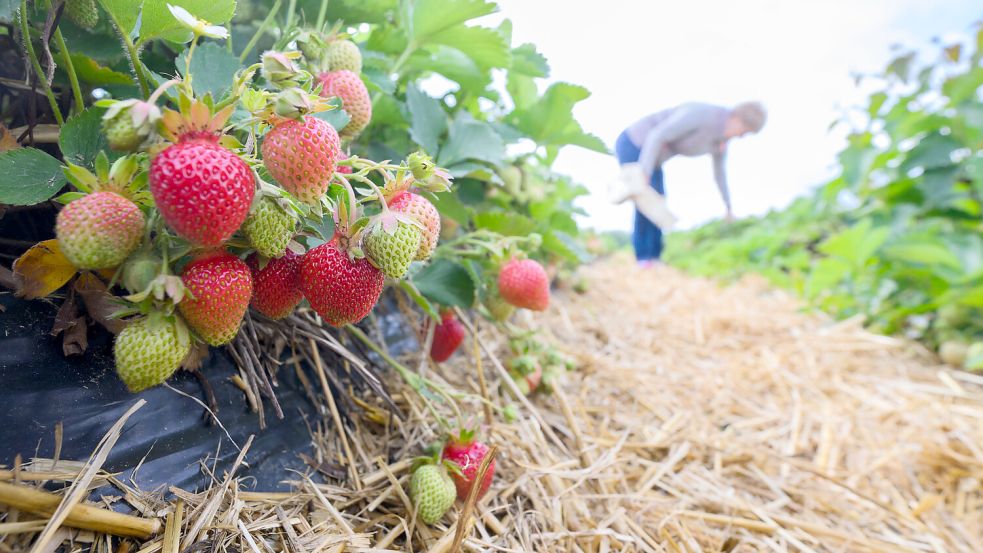 Zwischen Mai und Juni beginnt die Erntezeit für Erdbeer-Liebhaber. Foto: dpa/Julian Stratenschulte