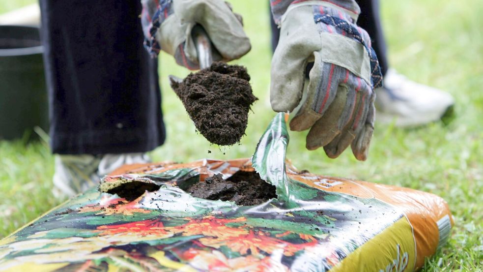 Jede Pflanze hat unterschiedliche Bedürfnisse, die mit der richtigen Blumenerde unterstützt werden können. Foto: IMAGO / Action Pictures