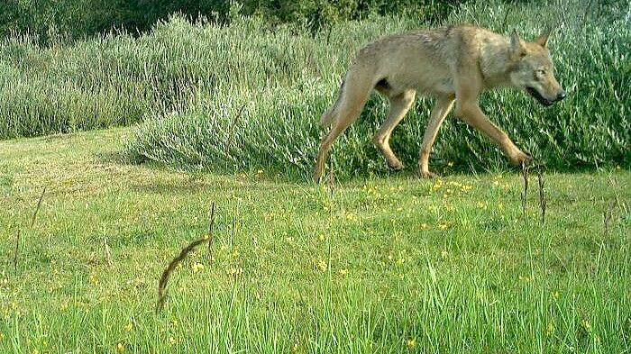 Das Beweisfoto: Laut dem landeseigenen Wolfsbüro handelt es sich bei dem auf Norderney gesichteten Wolf um einen jungen Rüden. Foto: Nationalpark Niedersächsisches Wattenmeer