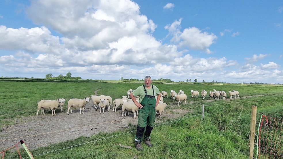 Dieter Bronn lockt seine Schafe nach den Wolfsangriffen in einen mit einem Schutzzaun gesicherten Bereich. Foto: Gettkowski