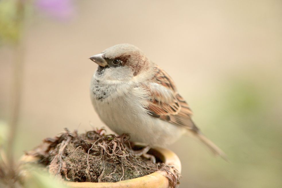 Der Spatz wurde neben der Kohlmeise am häufigsten gezählt. Bilder: Nabu