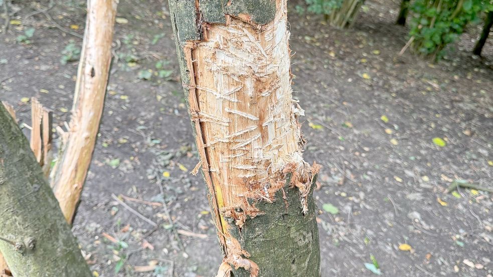 Abgekratzte Rinde, abgeschlagene Äste: diese Aufnahmen zerstörter Jungbäume und Sträucher wurden am Montag, 1. Juli 2024, im Stadtgarten gemacht. Fotos: privat